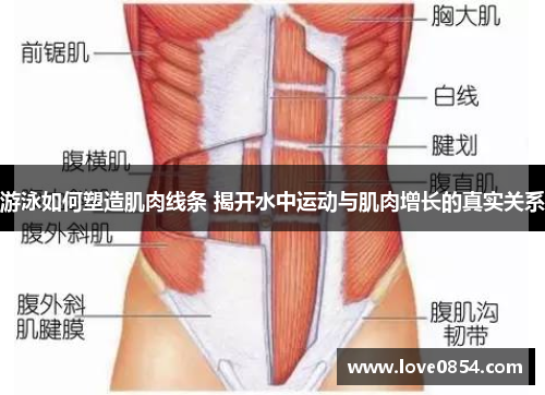 游泳如何塑造肌肉线条 揭开水中运动与肌肉增长的真实关系